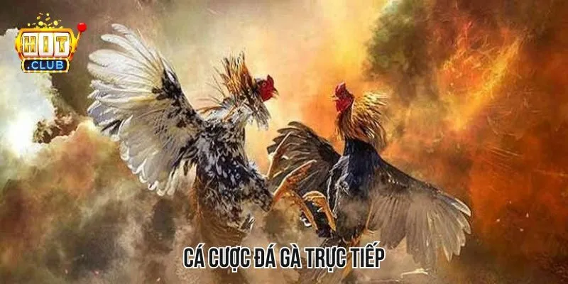 Cá Cược Đá Gà Trực Tiếp