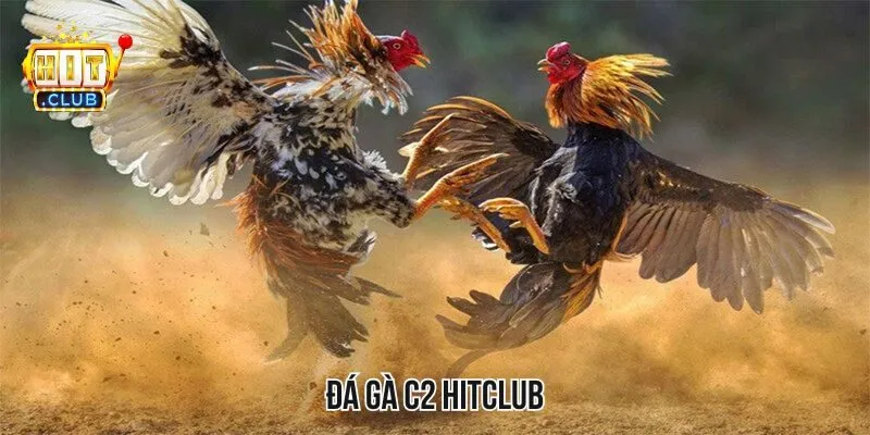 Đá Gà C2