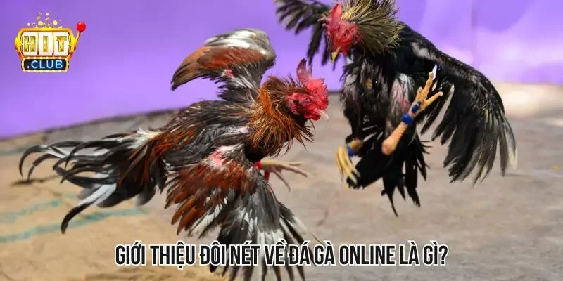 Đá gà online thường được phát trực tiếp qua các nền tảng cá cược Đá gà online thường được phát trực tiếp qua các nền tảng cá cược
