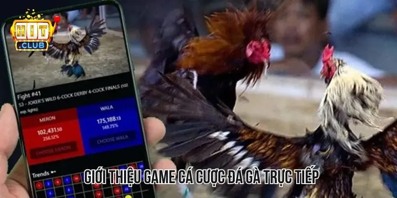 Giới thiệu sơ lược về game cá cược đá gà trực tiếp Giới thiệu sơ lược về game cá cược đá gà trực tiếp