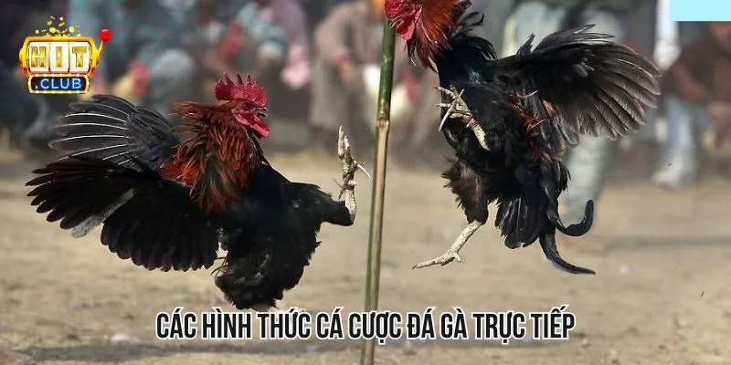 Những hình thức đặt cược đá gà nào phổ biến hiện nay Những hình thức đặt cược đá gà nào phổ biến hiện nay