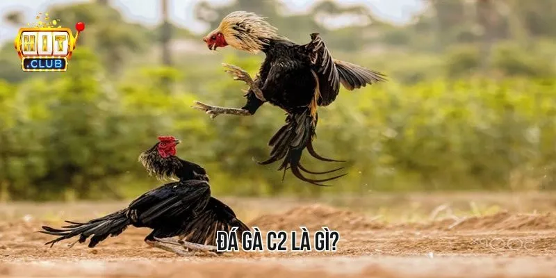 Thông tin sơ lược về trò chơi đá gà C2 đến các người chơi cá cược Thông tin sơ lược về trò chơi đá gà C2 đến các người chơi cá cược
