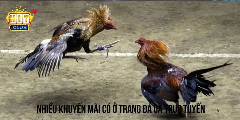 Khuyến mãi siêu hấp dẫn có ở trang đá gà trực tuyến cho người tham gia Khuyến mãi siêu hấp dẫn có ở trang đá gà trực tuyến cho người tham gia