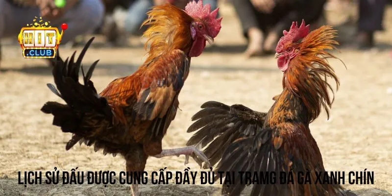 Theo dõi lịch sử đấu gà tại trang đá gà xanh chín Theo dõi lịch sử đấu gà tại trang đá gà xanh chín