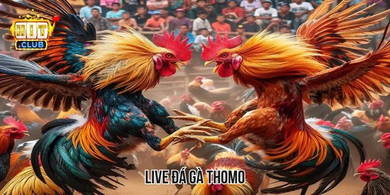 Live Đá Gà Thomo