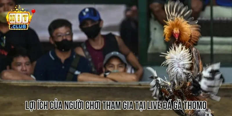 Những lợi ích quan trọng có được khi tham gia sảnh live đá gà Thomo Những lợi ích quan trọng có được khi tham gia sảnh live đá gà Thomo