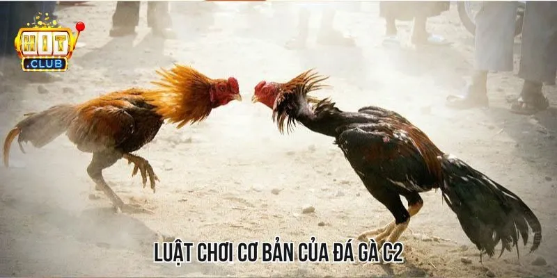 Các quy luật đá gà dành cho tân thủ khi tham gia chơi game Các quy luật đá gà dành cho tân thủ khi tham gia chơi game