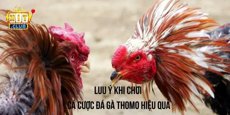 Lưu ý quan trọng cần nắm khi chơi cá cược đá gà Thomo Lưu ý quan trọng cần nắm khi chơi cá cược đá gà Thomo