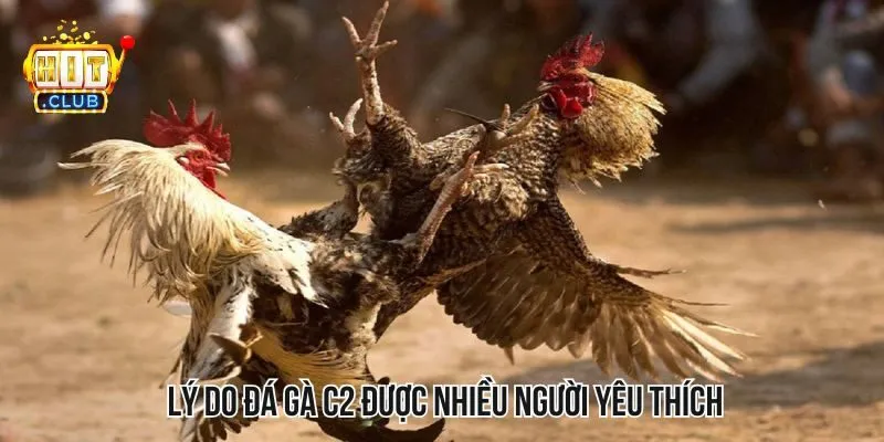 Giải mã lý do trò chơi đá gà C2 có độ hot tại thị trường mà bạn cần biết Giải mã lý do trò chơi đá gà C2 có độ hot tại thị trường mà bạn cần biết