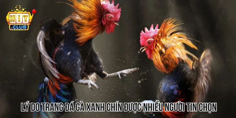 Những lý do khiến người chơi ưa chuộng trang đá gà xanh chín Những lý do khiến người chơi ưa chuộng trang đá gà xanh chín