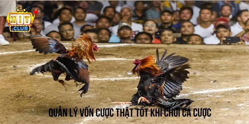 Nhớ quản lý vốn chơi cá cược đá gà trực tiếp thật tốt Nhớ quản lý vốn chơi cá cược đá gà trực tiếp thật tốt