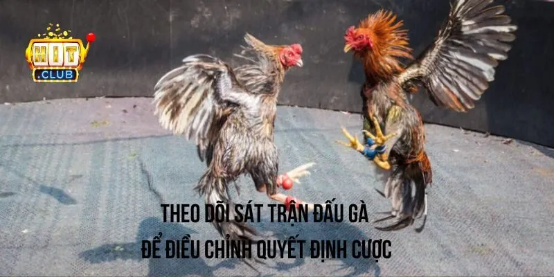 Theo dõi diễn biến trận đấu gà để thay đổi quyết định cược đúng lúc Theo dõi diễn biến trận đấu gà để thay đổi quyết định cược đúng lúc