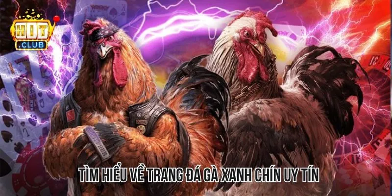 Tìm hiểu thông tin về trang đá gà xanh chín uy tín và chất lượng Tìm hiểu thông tin về trang đá gà xanh chín uy tín và chất lượng