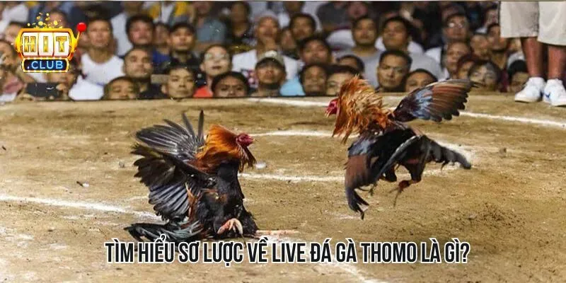 Tìm hiểu một chút về trò chơi live đá gà Thomo Tìm hiểu một chút về trò chơi live đá gà Thomo