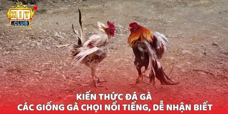 Kiến thức đá gà - Các giống gà chọi nổi tiếng, dễ nhận biết Kiến thức đá gà - Các giống gà chọi nổi tiếng, dễ nhận biết