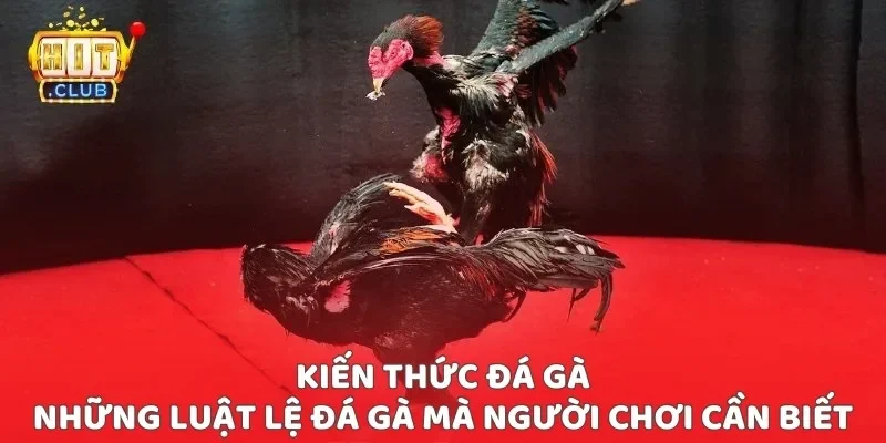 Kiến thức đá gà - Những luật lệ đá gà mà người chơi cần biết Kiến thức đá gà - Những luật lệ đá gà mà người chơi cần biết