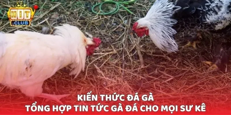 Kiến Thức Đá Gà