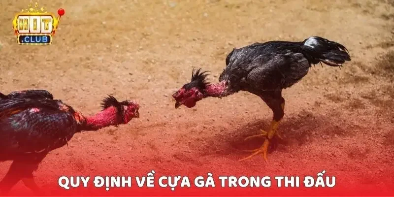 Quy định về cựa gà trong thi đấu Quy định về cựa gà trong thi đấu